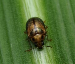 Eucolaspis