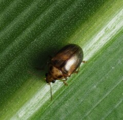 Eucolaspis