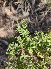Melaleuca cheelii
