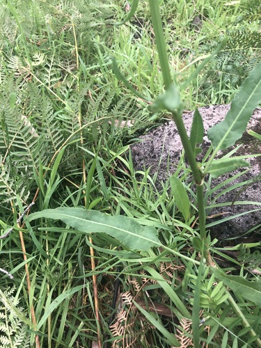Rumex brownii