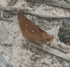 Hesperilla trimaculata