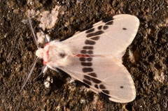 Lemyra ypsilon