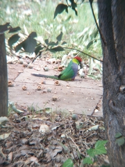 Purpureicephalus spurius