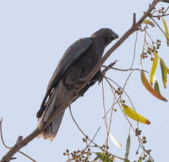 Coracopsis nigra