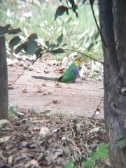 Purpureicephalus spurius