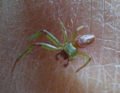 Diaea ambara