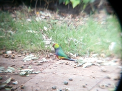 Purpureicephalus spurius