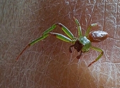 Diaea ambara
