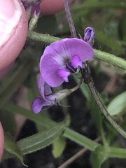 Glycine microphylla