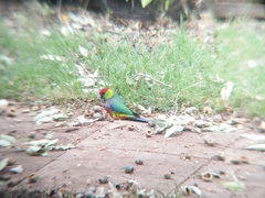 Purpureicephalus spurius