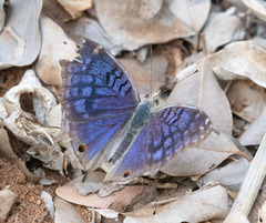 Junonia rhadama