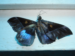 Ischyja