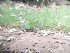 Purpureicephalus spurius