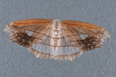 Leucoblepsis