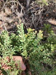 Melaleuca cheelii