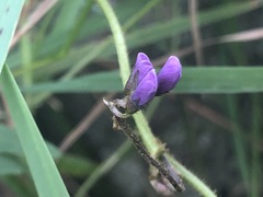 Glycine microphylla
