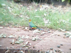 Purpureicephalus spurius