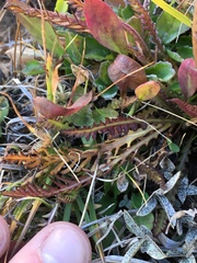 Pedicularis attollens