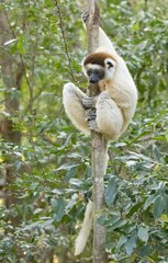 Propithecus verreauxi