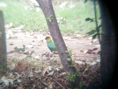 Purpureicephalus spurius