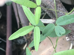 Glycine microphylla