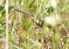 Gomphurus ozarkensis