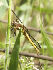 Libellula cyanea