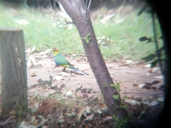 Purpureicephalus spurius