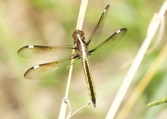 Libellula cyanea