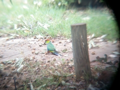 Purpureicephalus spurius