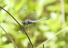 Libellula cyanea