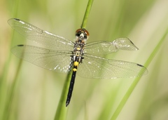 Celithemis verna