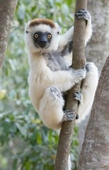 Propithecus verreauxi