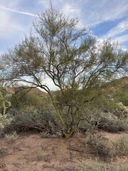 Parkinsonia