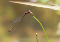 Enallagma dubium