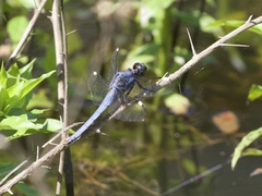 Libellula cyanea