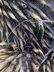 Chtonobdella limbata