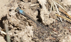 Argia moesta