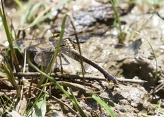 Gomphurus ozarkensis