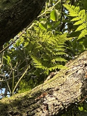 Davallia griffithiana