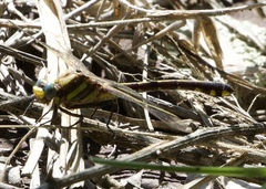 Gomphurus ozarkensis