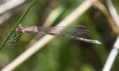 Lestes vigilax