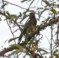 Hypsipetes madagascariensis