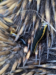 Chtonobdella limbata