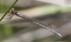 Lestes vigilax