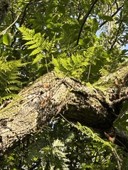 Davallia griffithiana