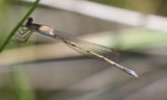 Lestes vigilax