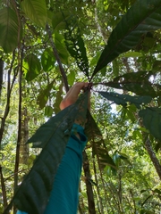 Pausandra trianae