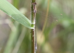 Lestes vigilax