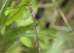 Lestes vigilax
